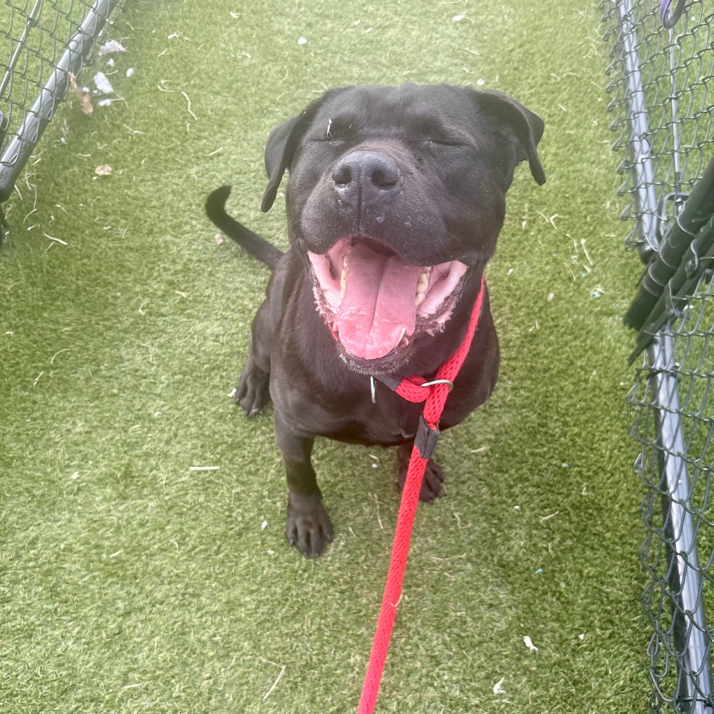 Lindley — thumbnail 3