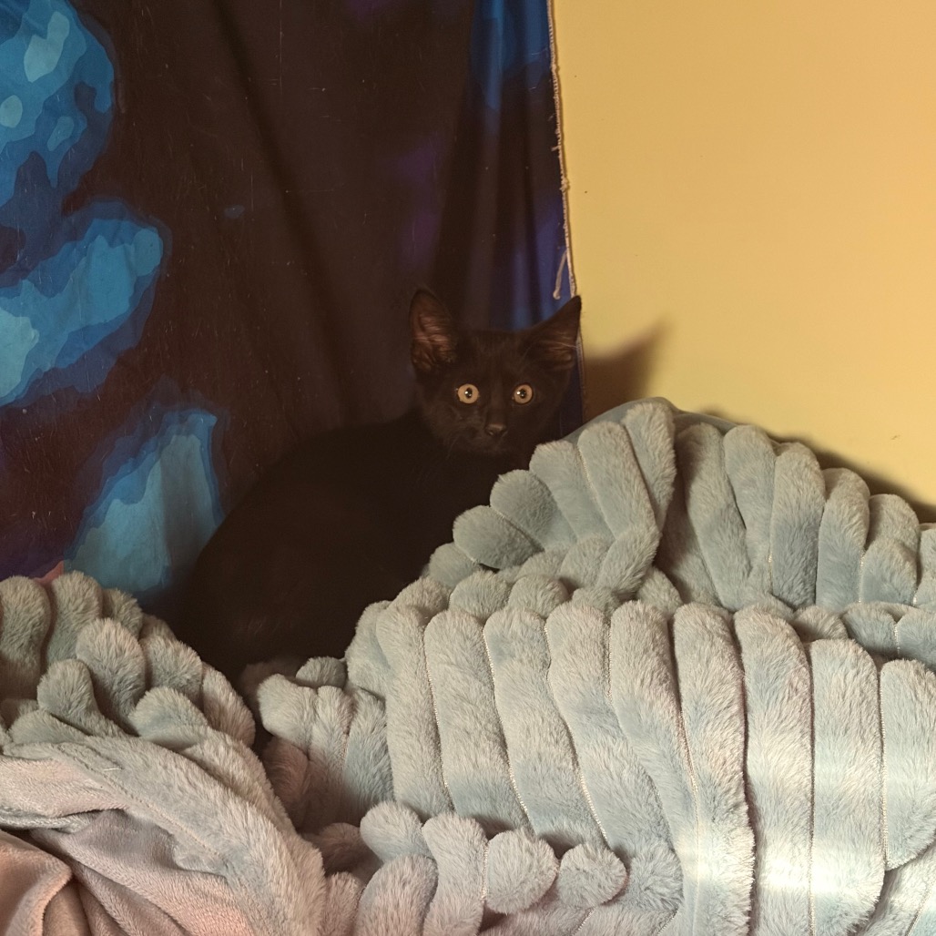 Enderman: I'm in foster, call to meet me!, photo 7