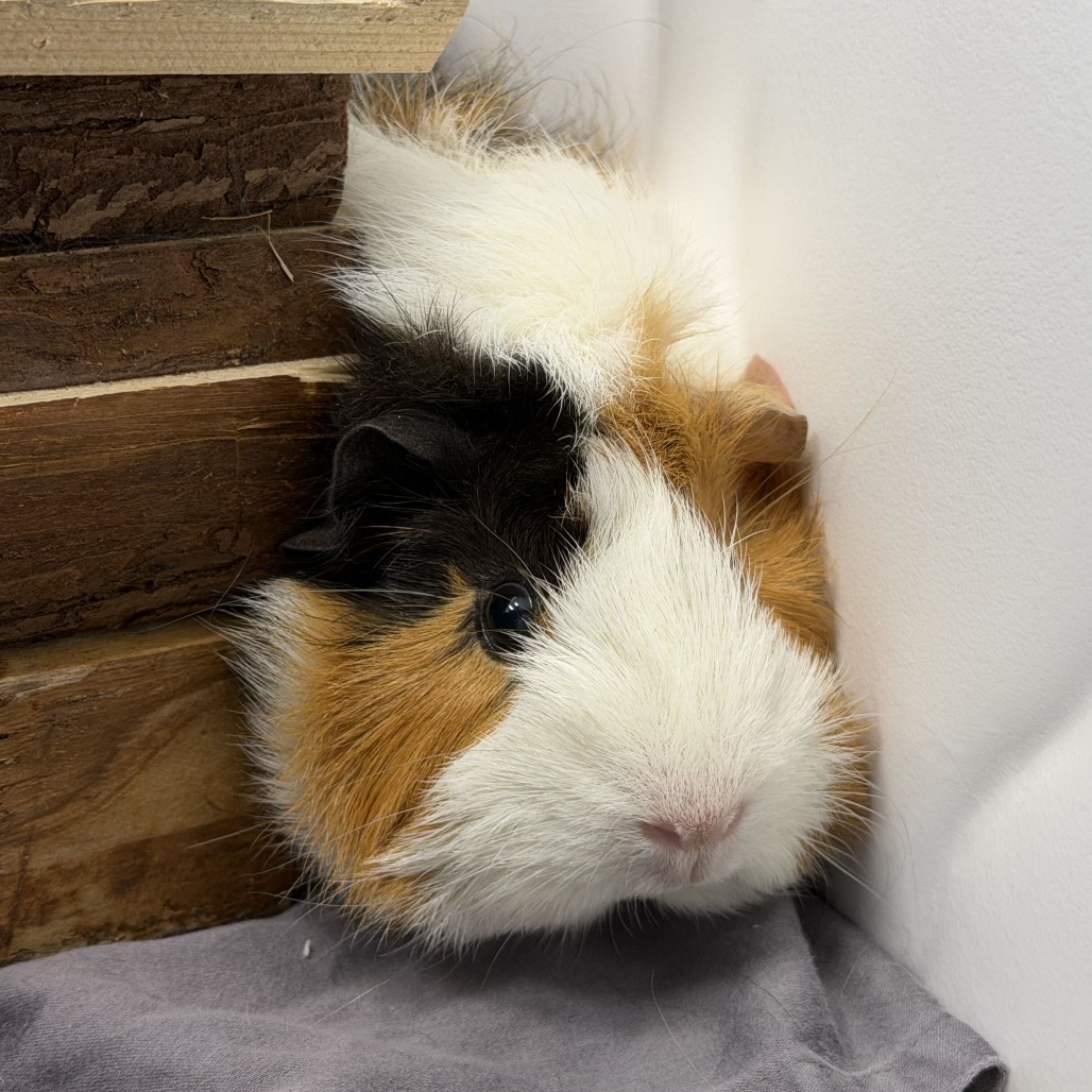 CHEESE - Peruvian (Long Haired) available for adoption