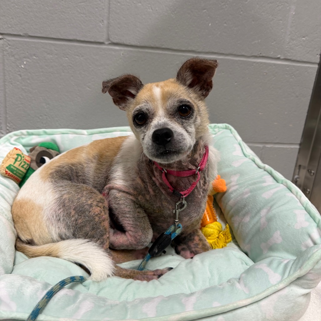DR. FRECKLES - Mixed Breed (Small) available for adoption