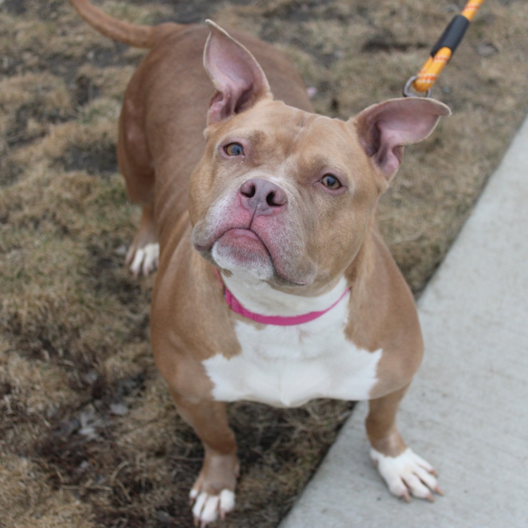 Belle — thumbnail 2