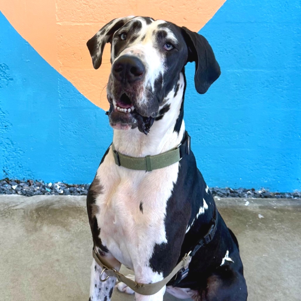 MISSY - Great Dane available for adoption