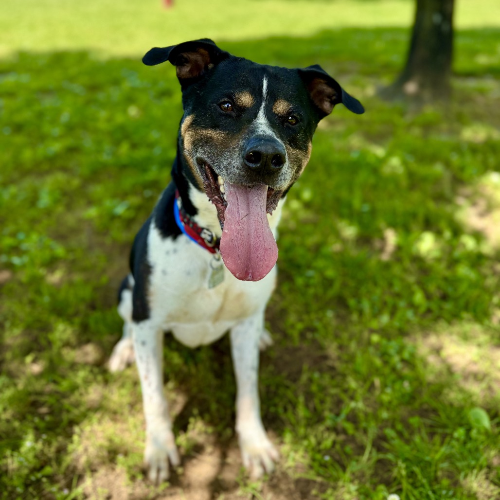 Han Solo — thumbnail 10