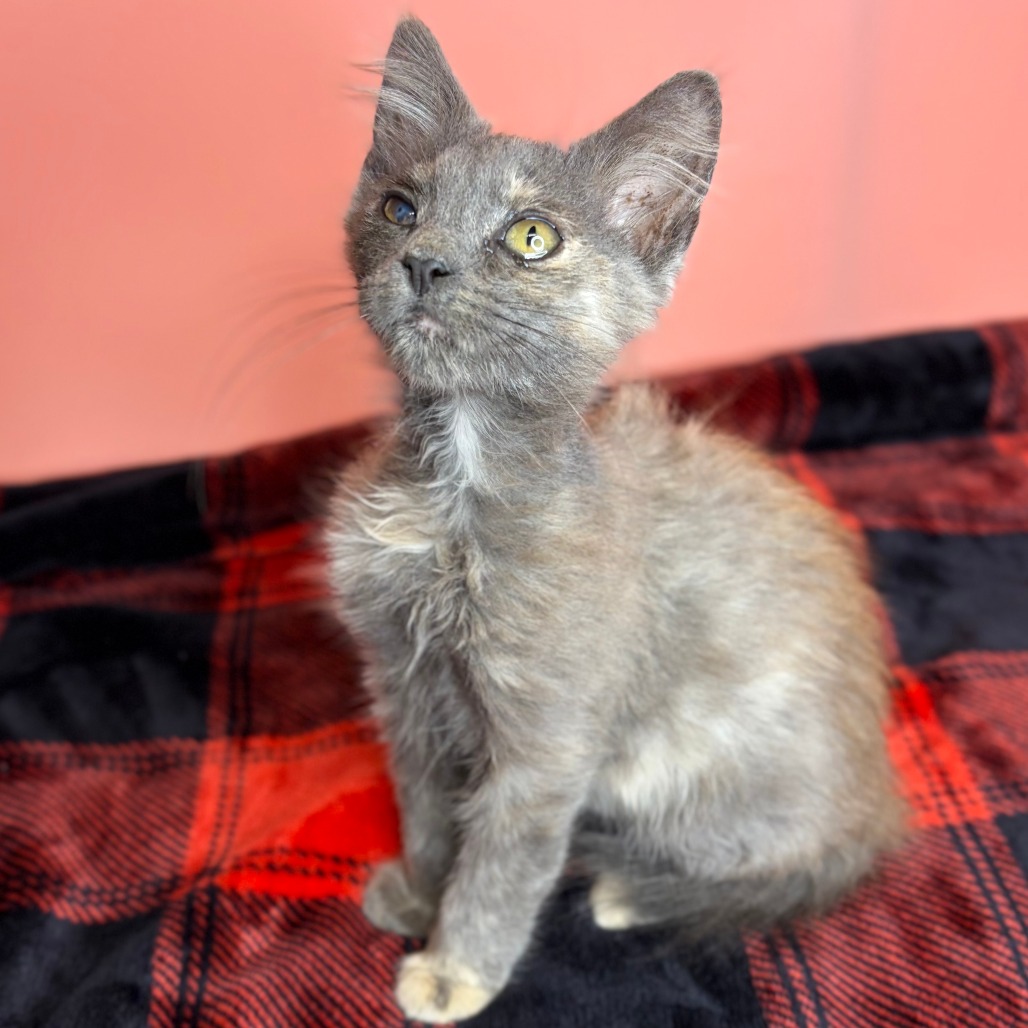 TOFU - Domestic Medium Hair available for adoption