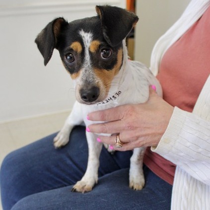 Terrier