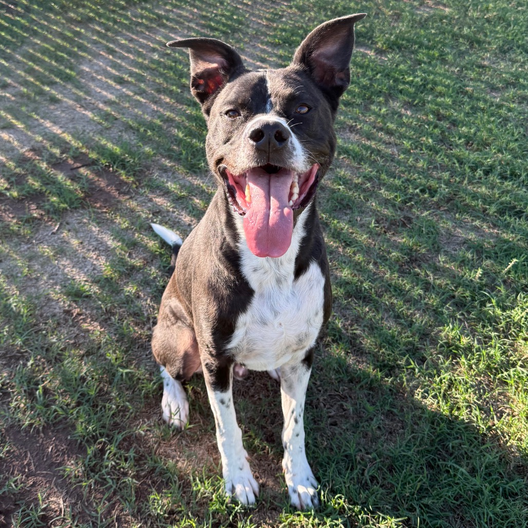 Oreo