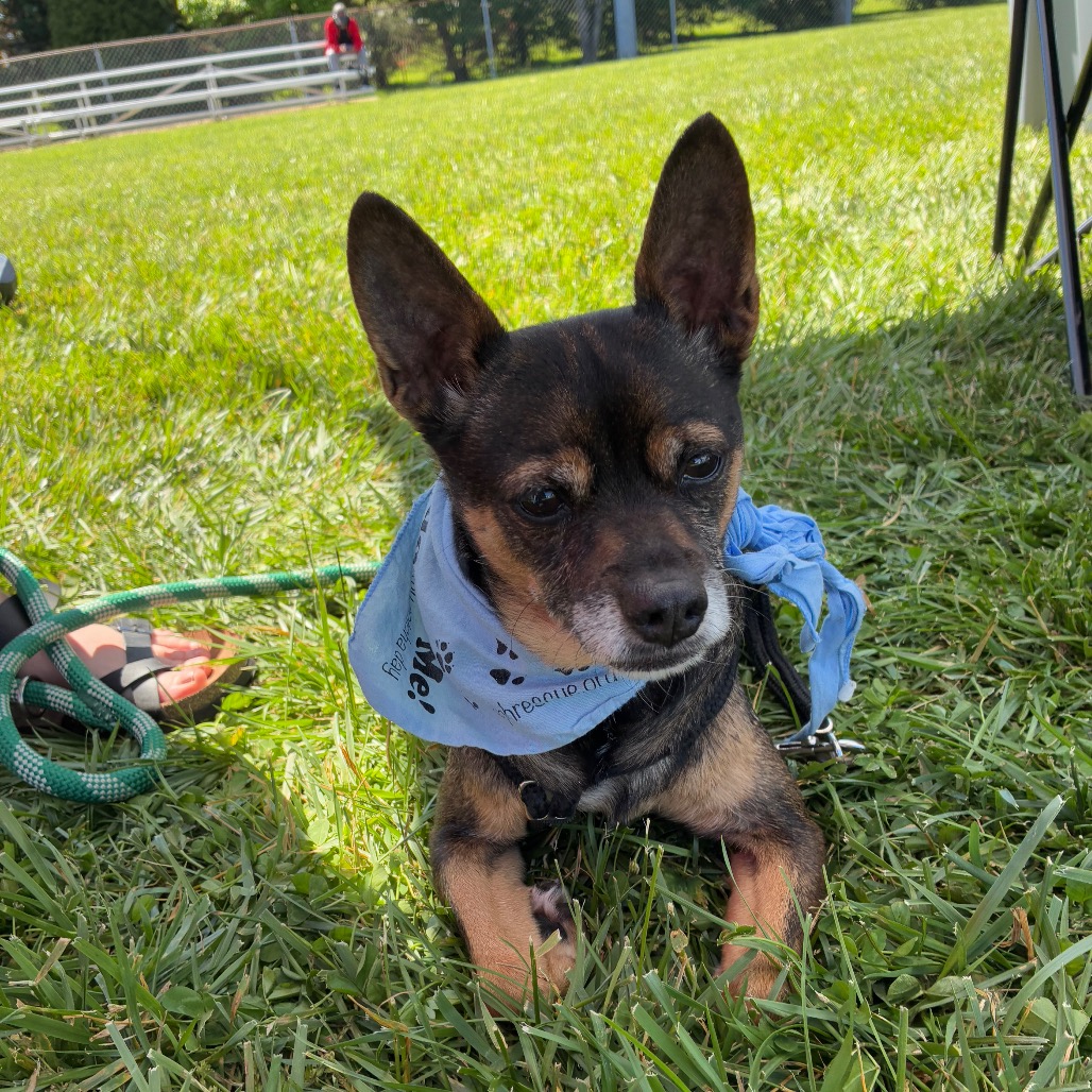 Lil Bit is available for adoption at Operation Paws for Homes