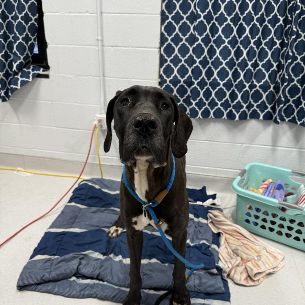 Jeffersonville Animal Shelter Adoption