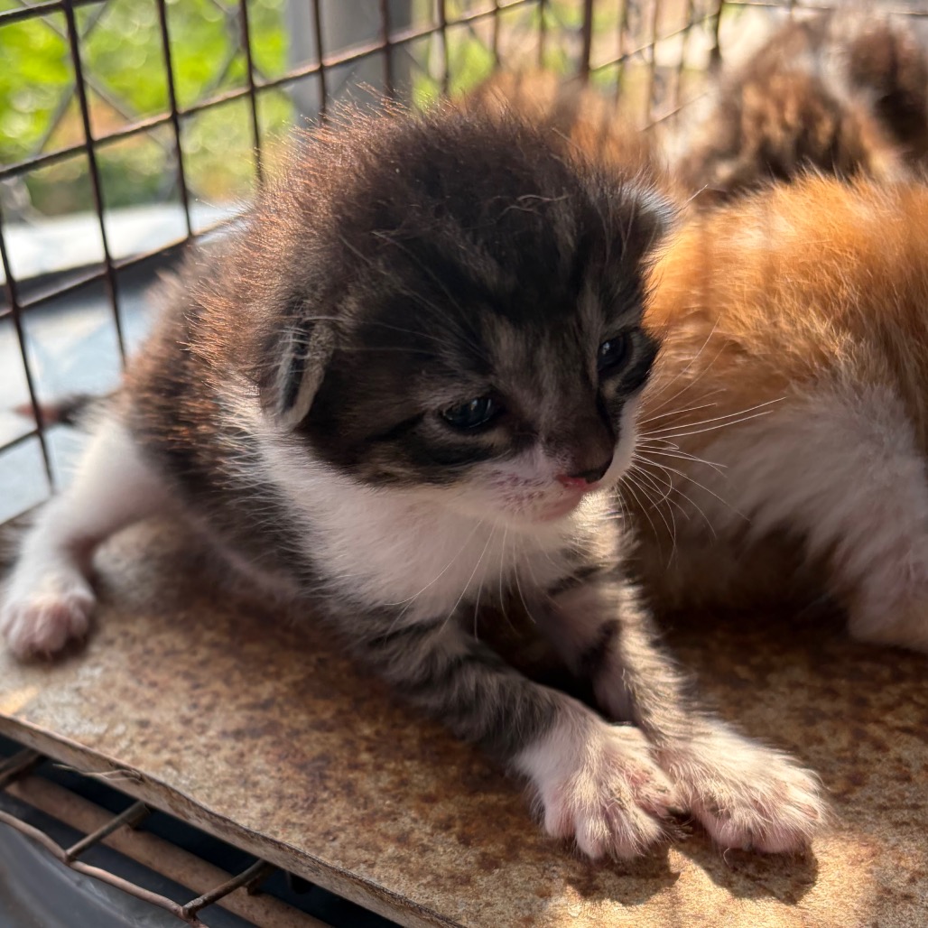 ALMOND - Domestic Shorthair available for adoption
