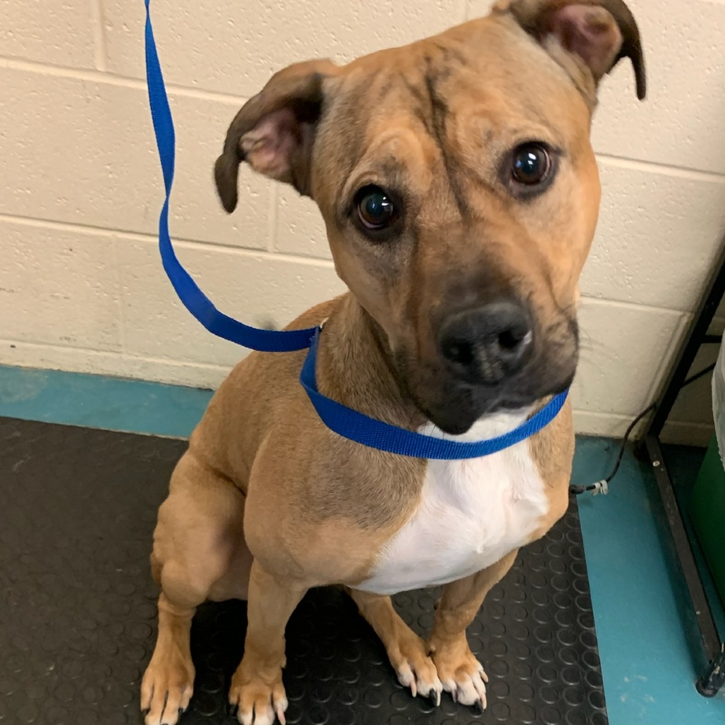 ROSE — thumbnail 14