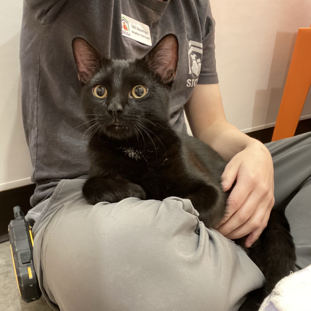 ONYX - Domestic Shorthair available for adoption