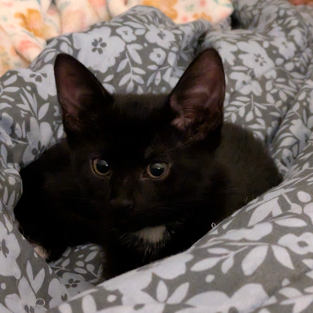 Photo of Vlad