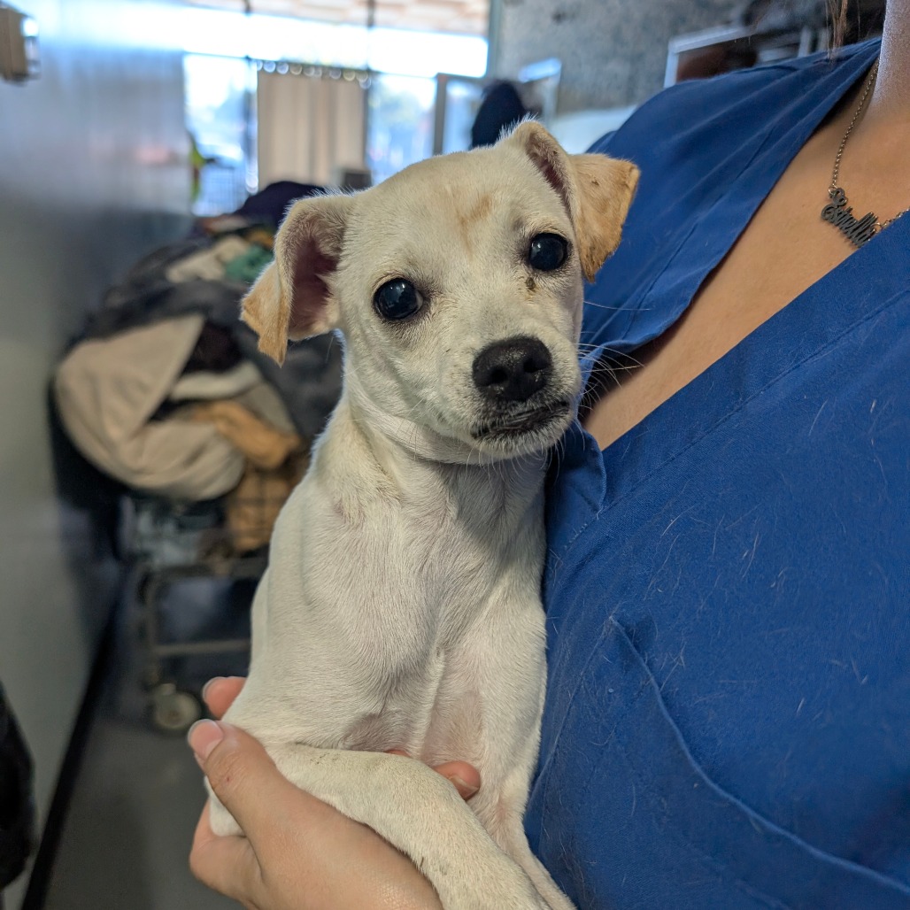 Dingo — thumbnail 2