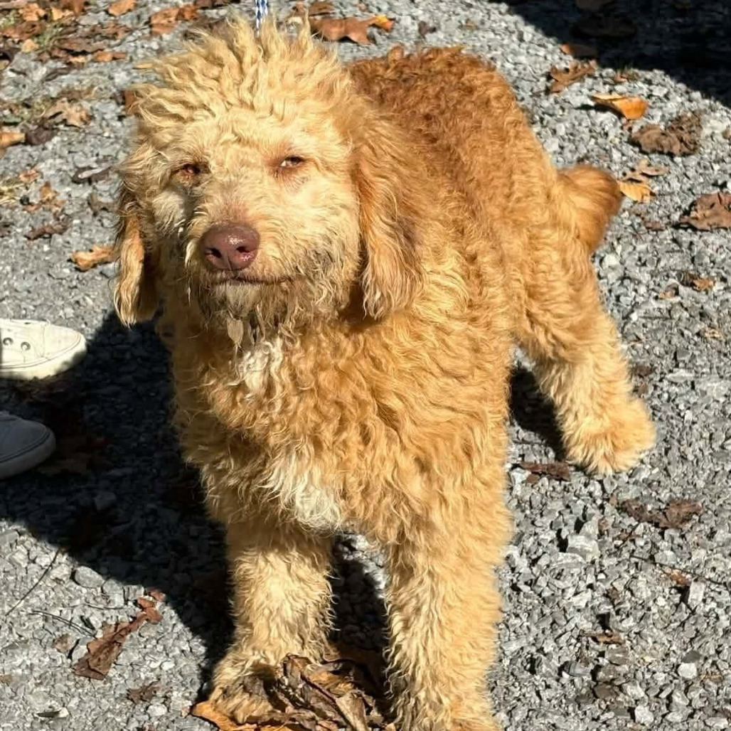 FOSTER NEEDED - Fozzie