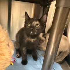 DALLAS - Domestic Shorthair available for adoption