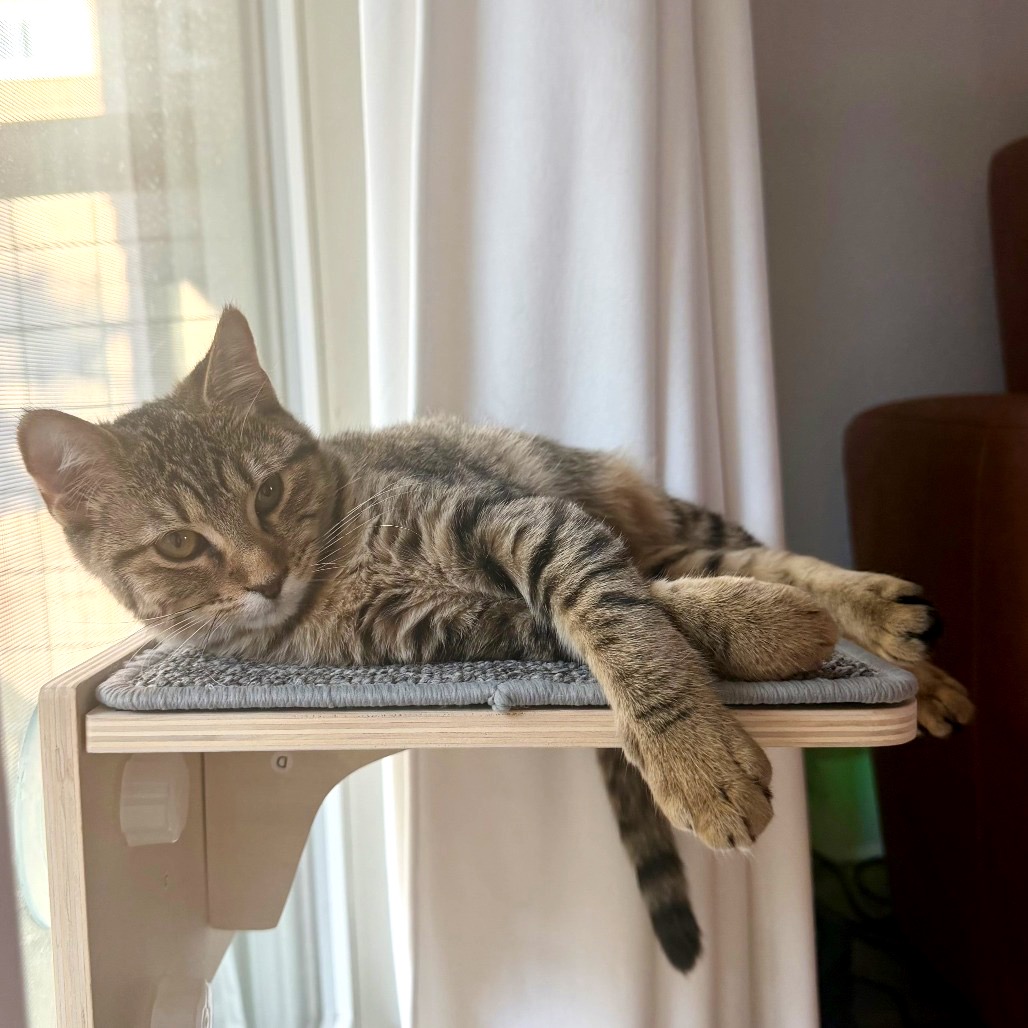 LILY - Domestic Shorthair available for adoption