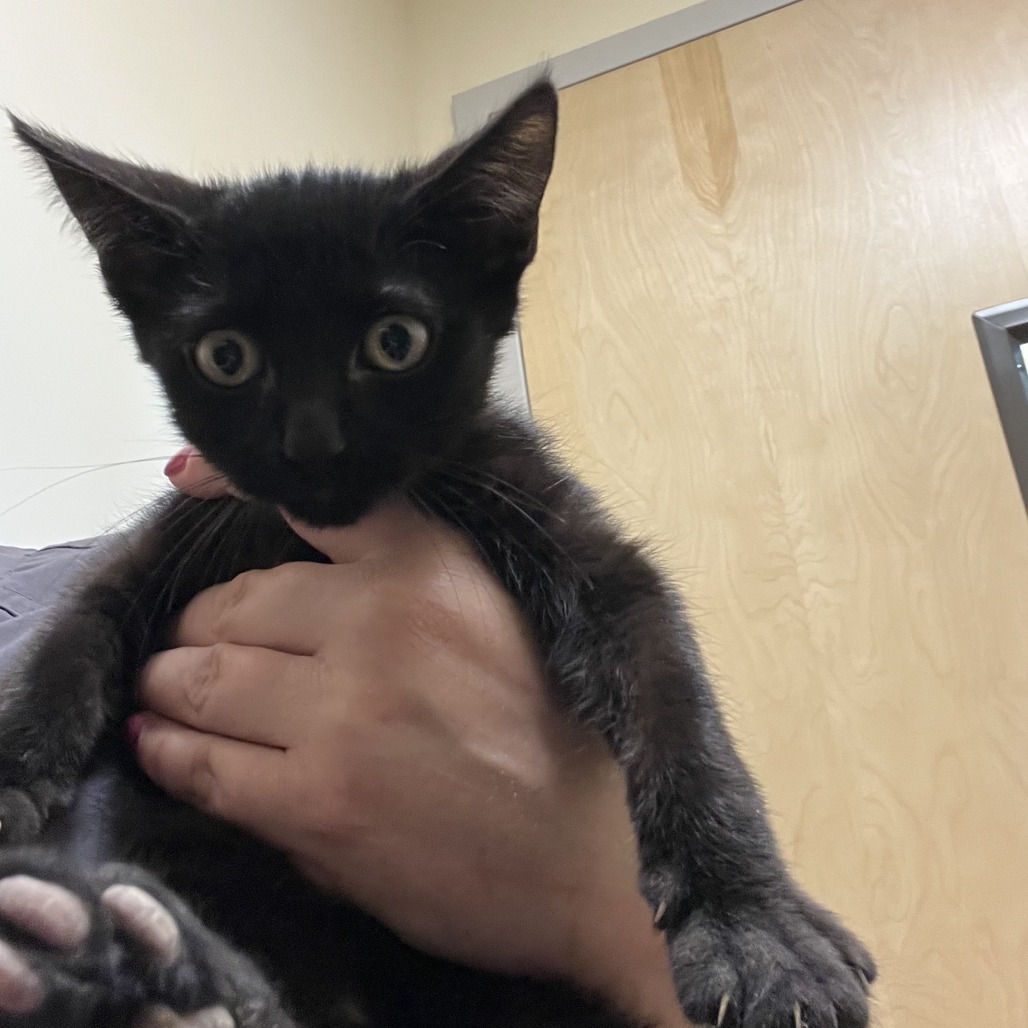 COOPER - Domestic Shorthair available for adoption