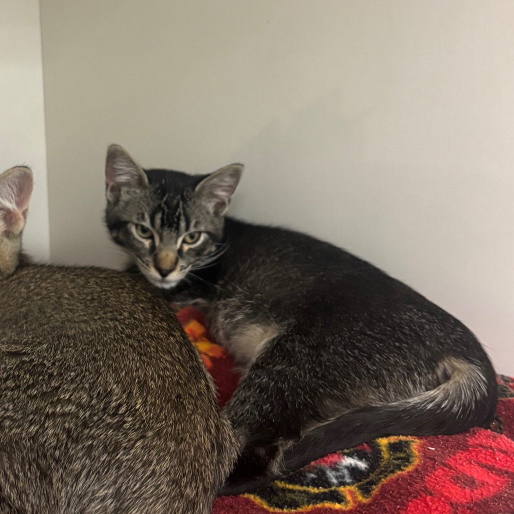 Nyla - Domestic Shorthair