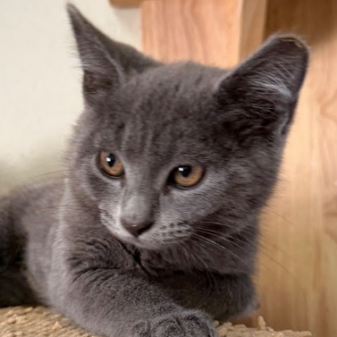 Junie B, available for adoption