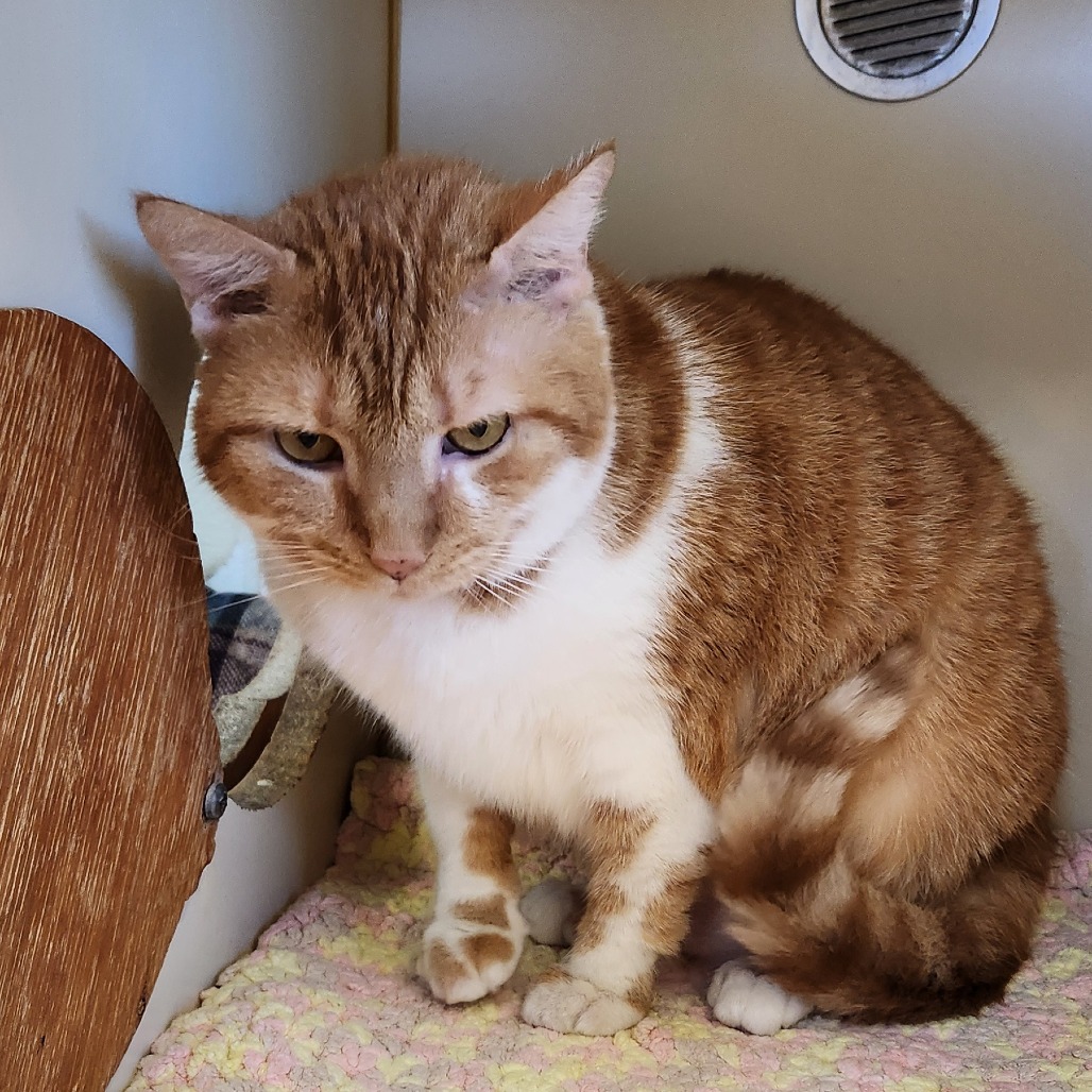 Fanta — thumbnail 3