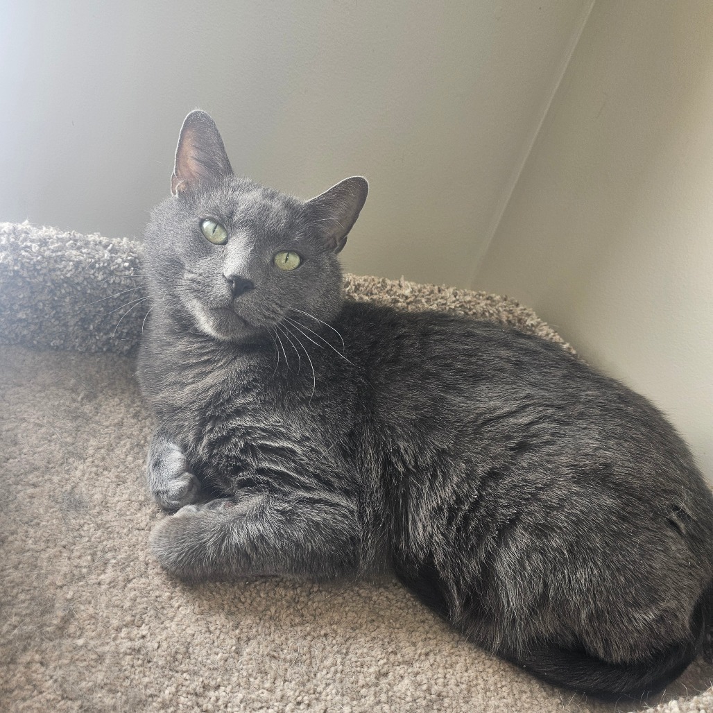 Bronson — thumbnail 5