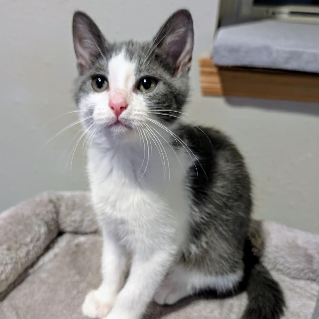 PENNY - Domestic Shorthair available for adoption