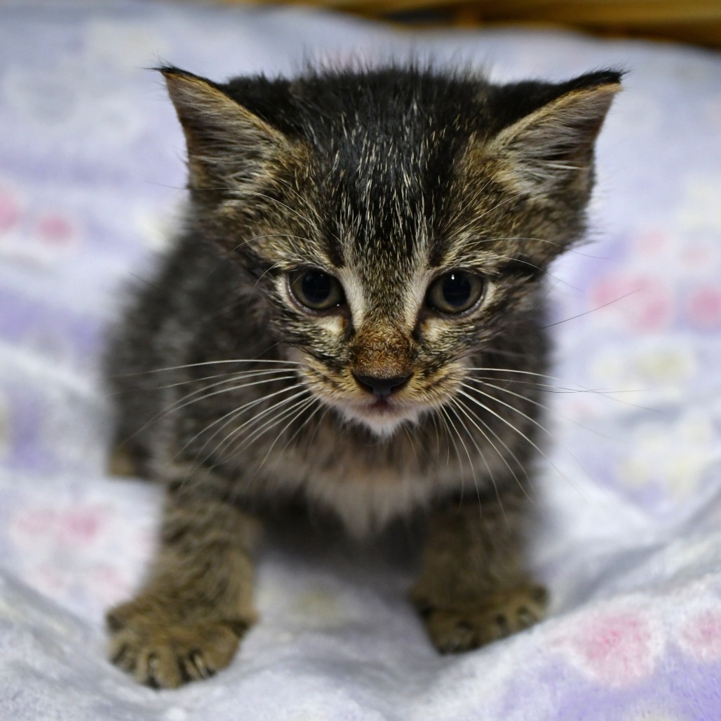 BAM - Domestic Shorthair available for adoption