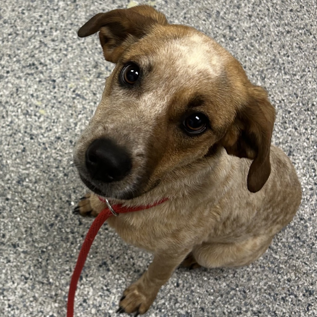 Australian Cattle Dog