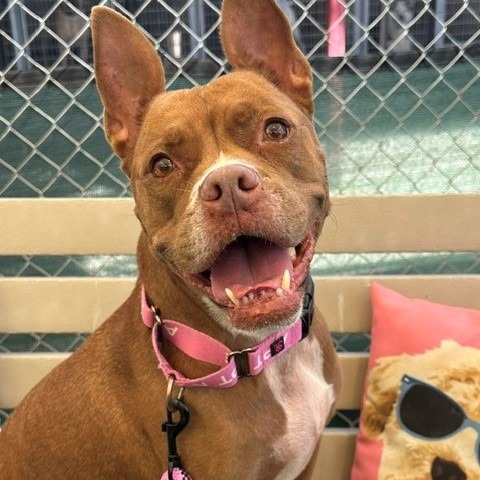AMORE - Terrier / Pit Bull available for adoption
