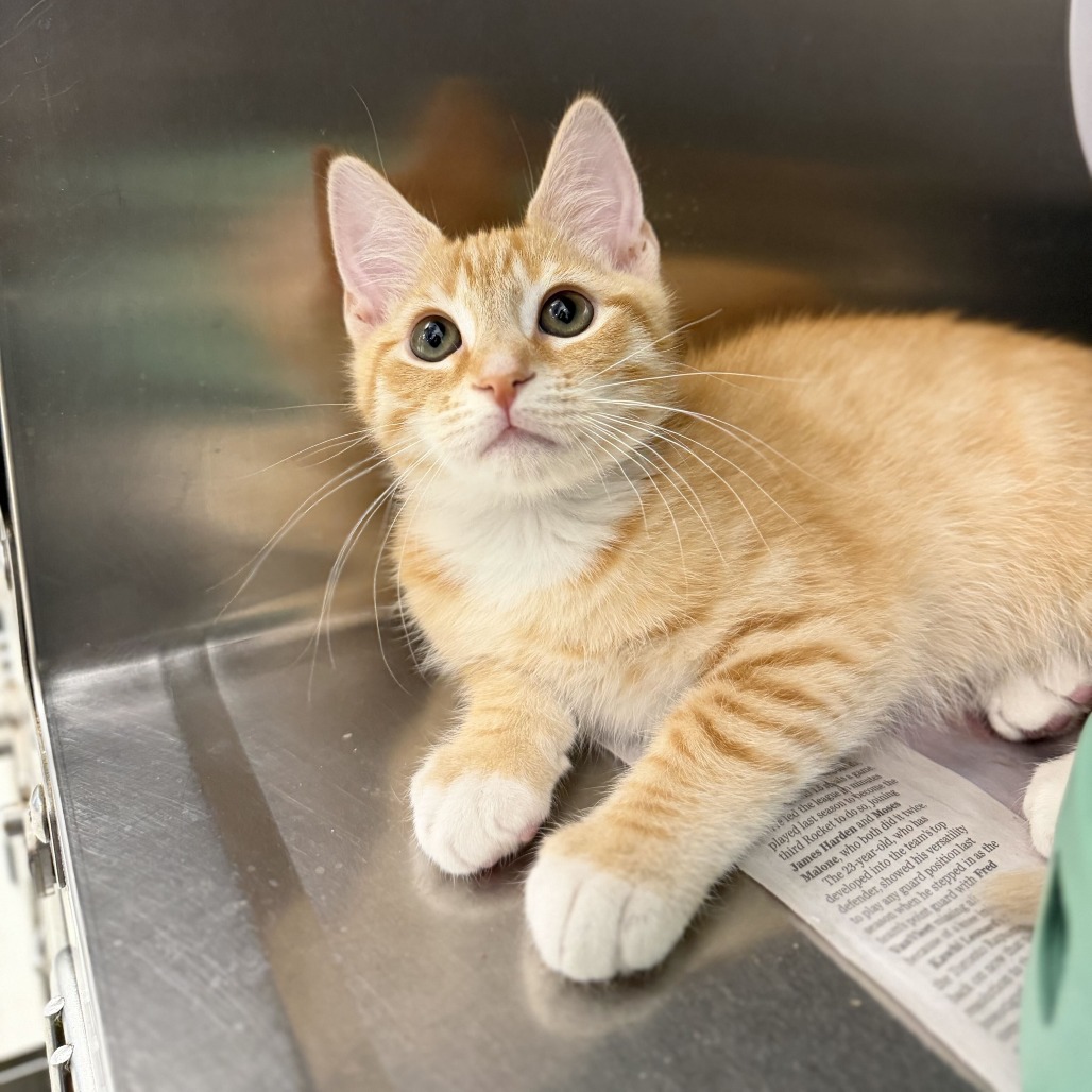 NARUTO - Domestic Shorthair available for adoption