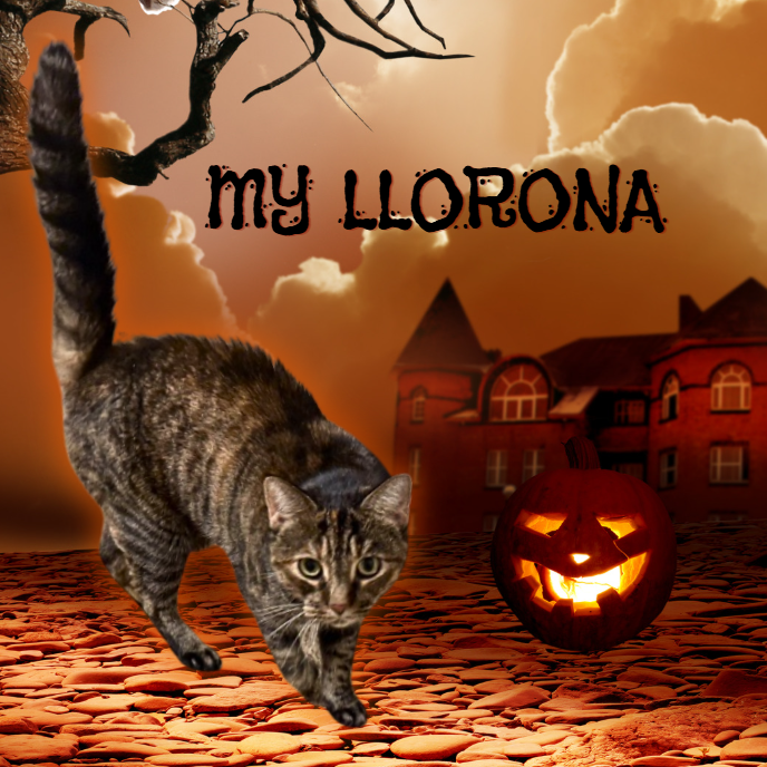 My Llorona: Female 72 Domestic Shorthair