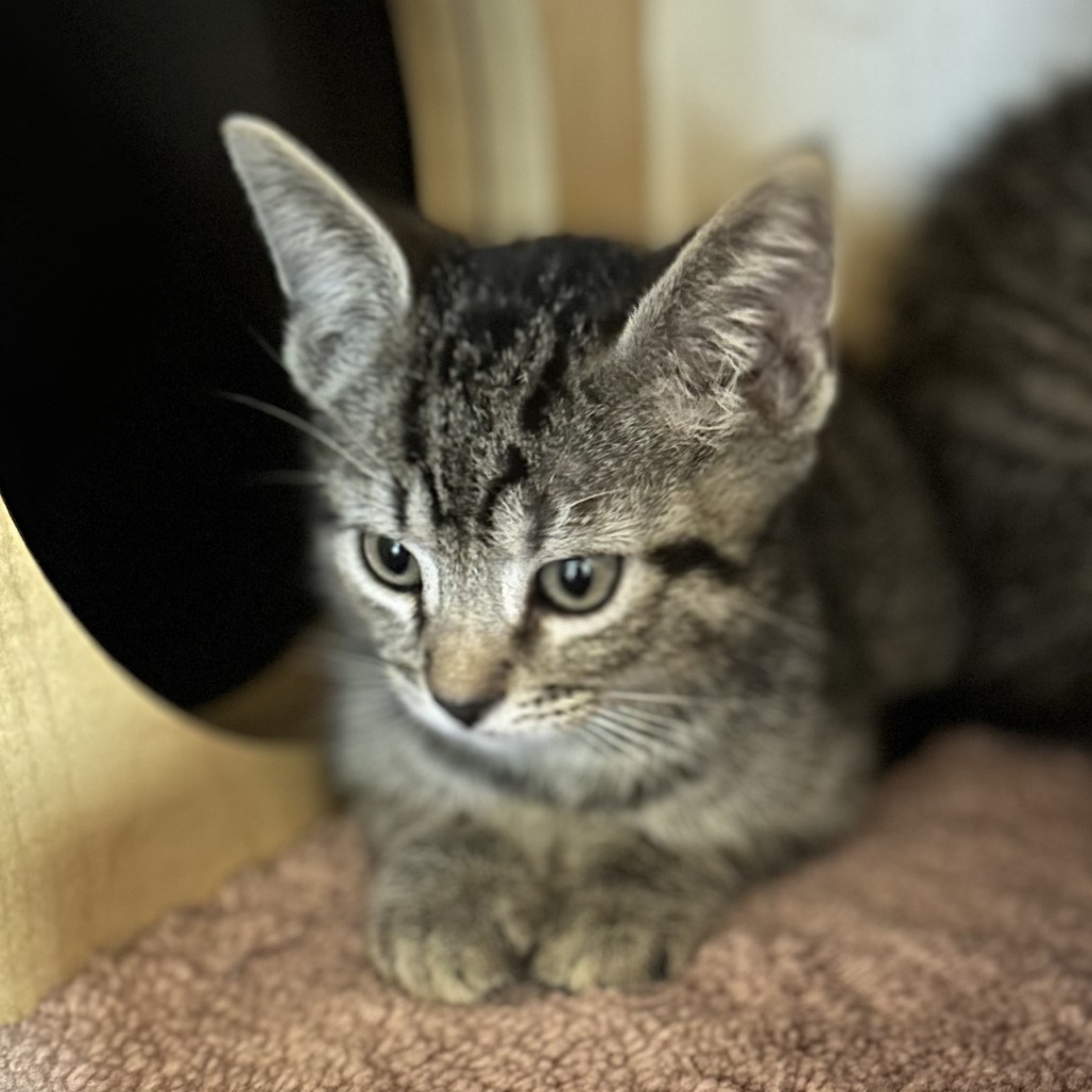 FRAPPE - Domestic Shorthair available for adoption