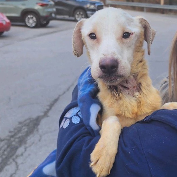 Willy Worm — thumbnail 4