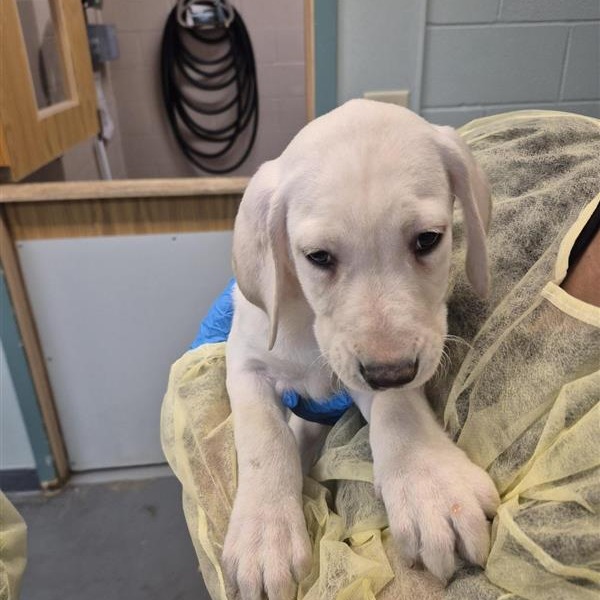 Labrador Retriever