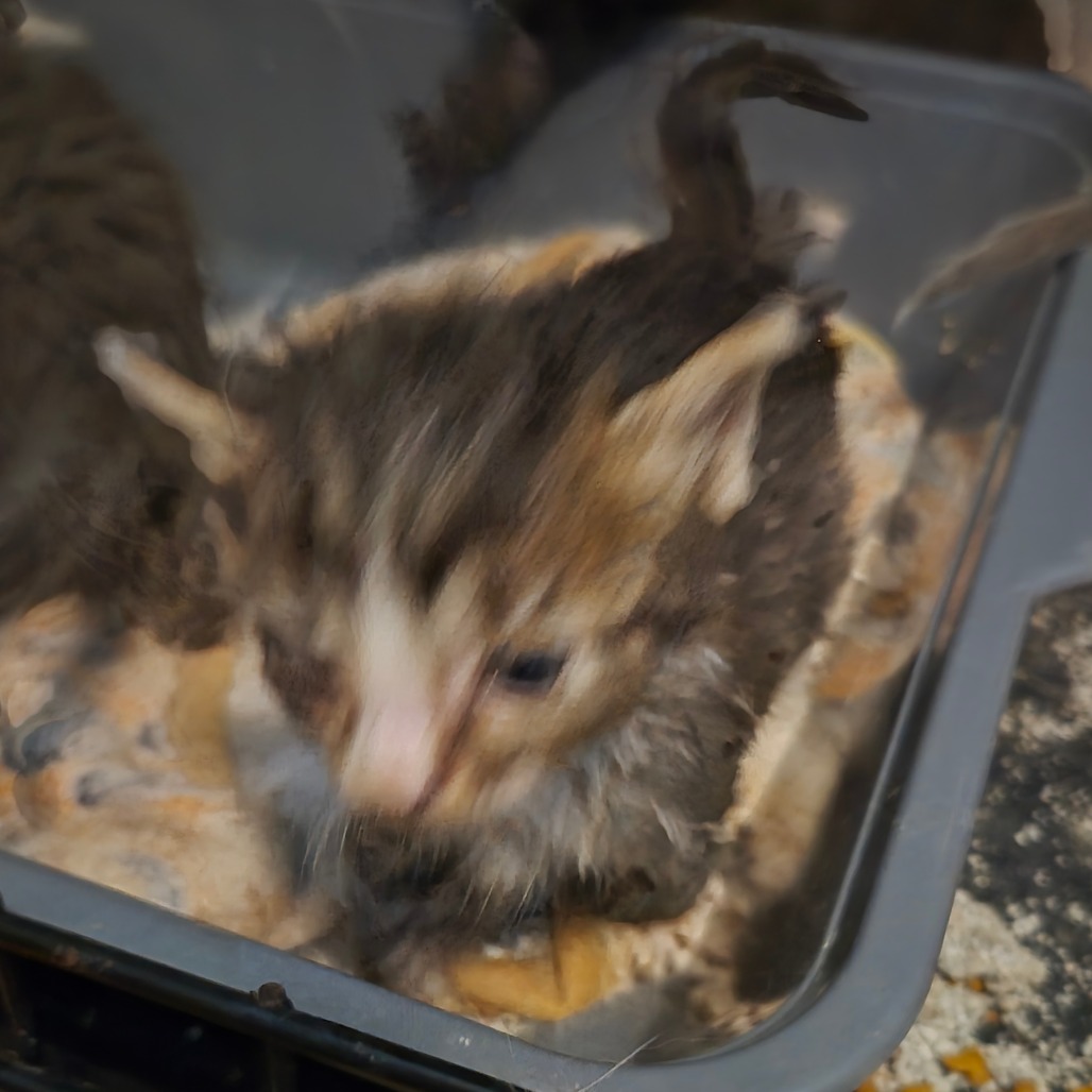 COFFEE - Domestic Shorthair available for adoption