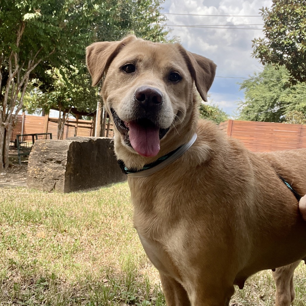 KASHI - Mixed Breed (Medium) available for adoption