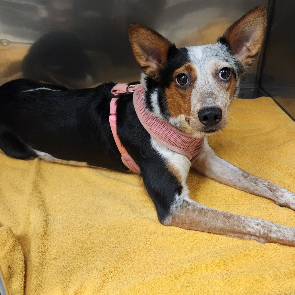 Peaches — thumbnail 2