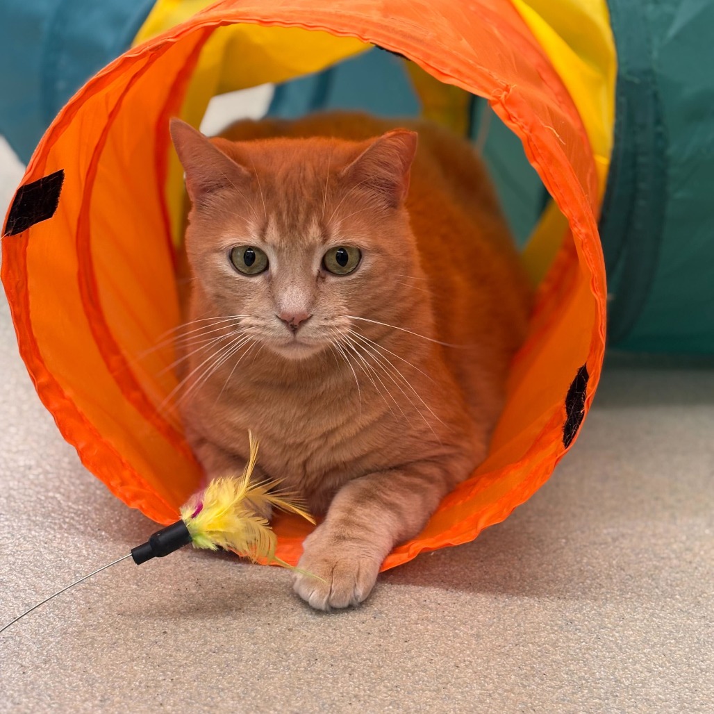 NALA - Domestic Shorthair available for adoption