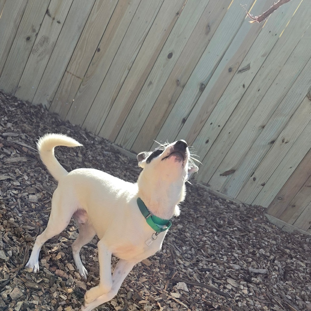 Gizmo, photo 11