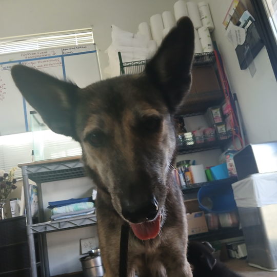 LADY - Shepherd / German available for adoption