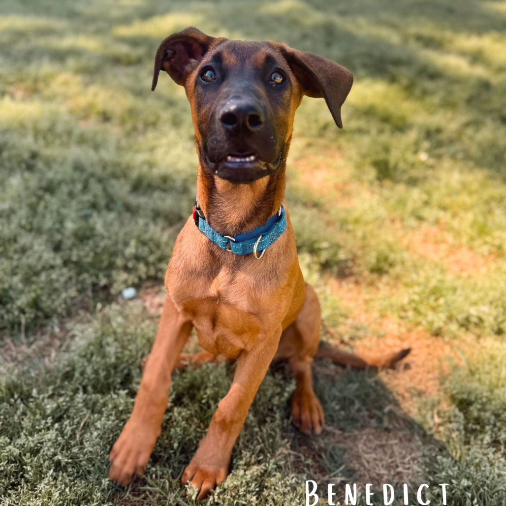 Benedict 03-0803, photo 11