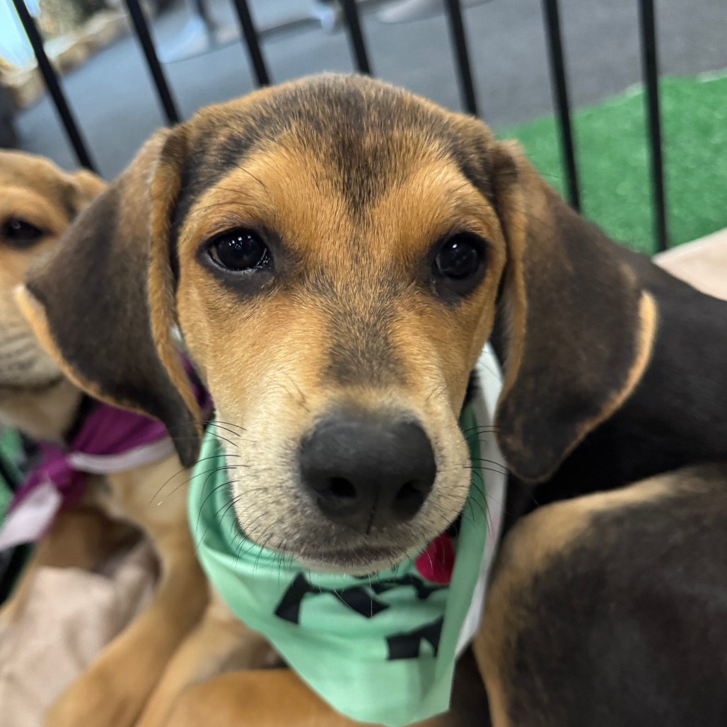 MAGNOLIA - Hound / Shepherd available for adoption