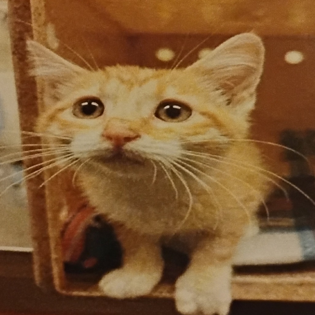 KISSER - Domestic Shorthair available for adoption