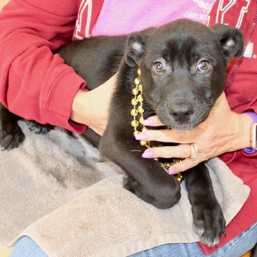 Labrador Retriever