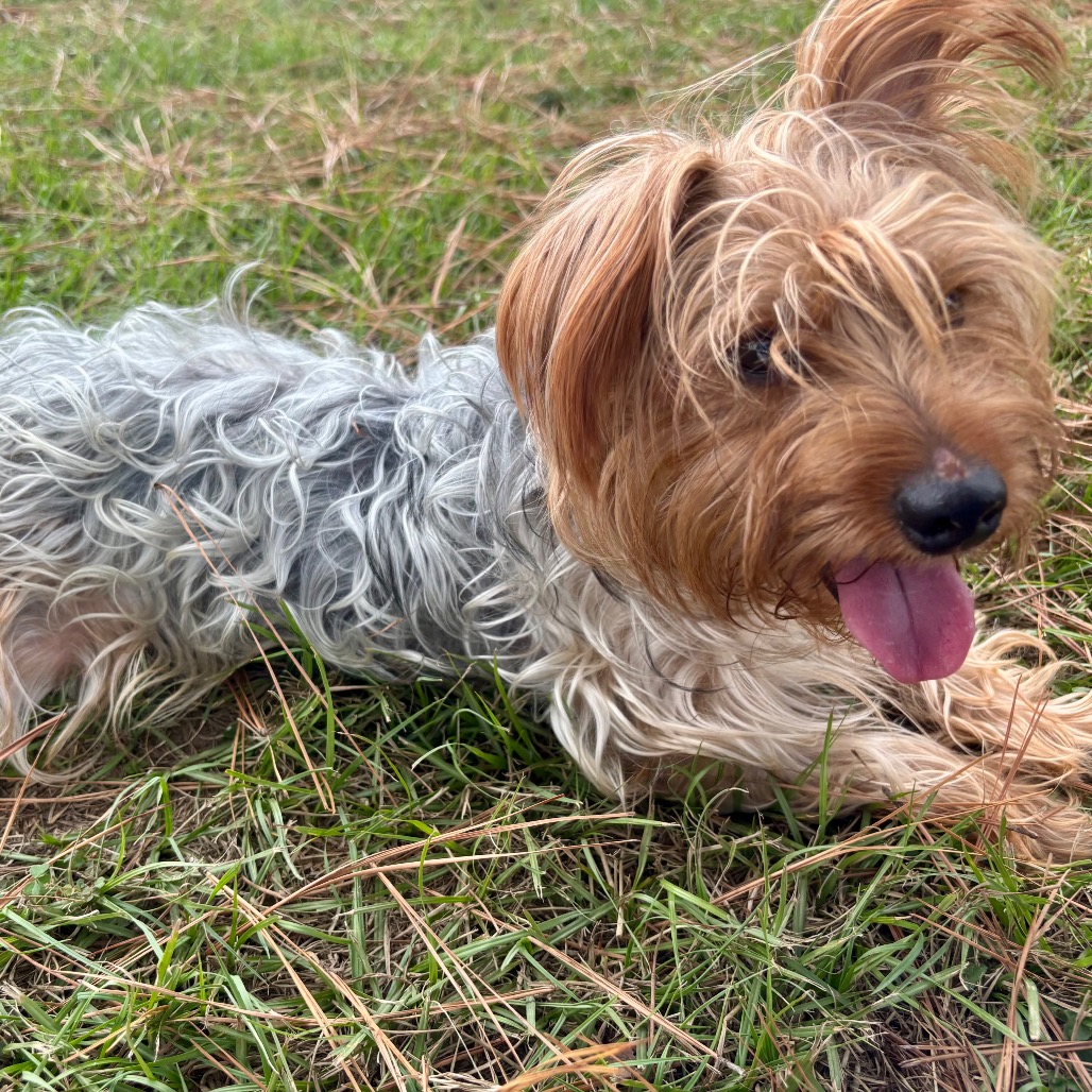 Camo Rescue Nike is available for adoption at CAMO Rescue