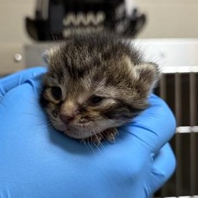 BITTY RAIN - Domestic Shorthair available for adoption