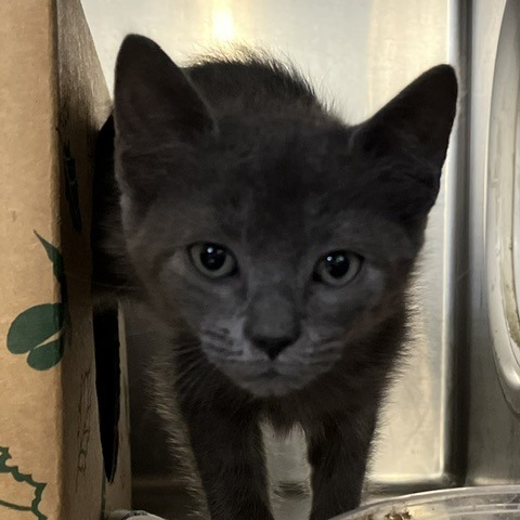 CICADA 4 - Domestic Shorthair available for adoption