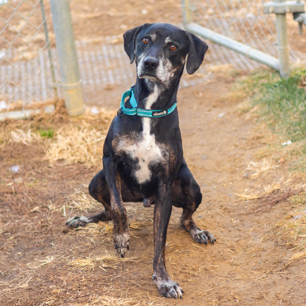 Hunter, adoptable senior dog