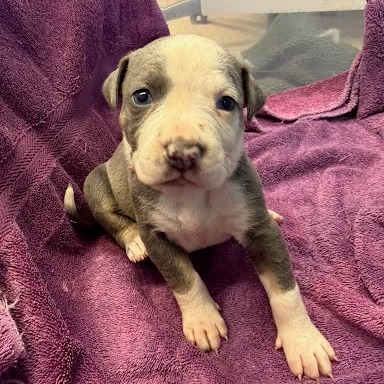 Milky Way — thumbnail 4