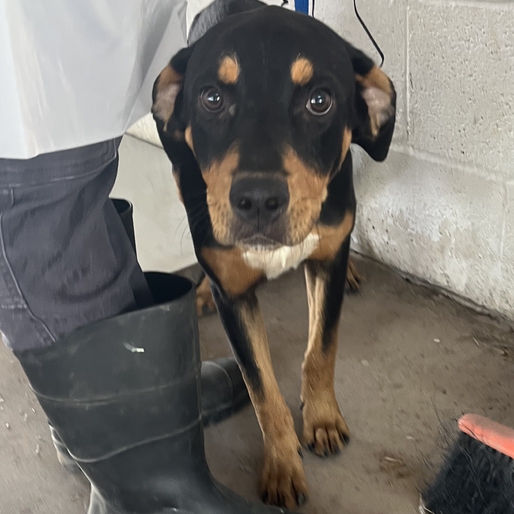 PEANUT - Rottweiler / Mix available for adoption